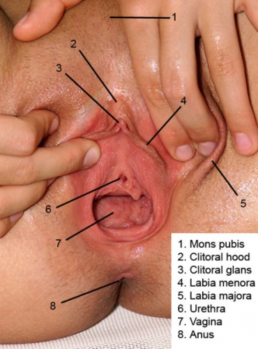 444px-Vagina-anatomy-labelled2.jpg